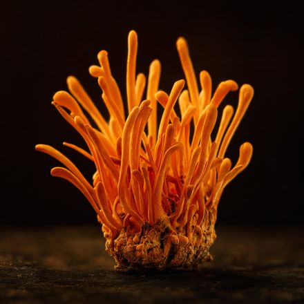 Cordyceps