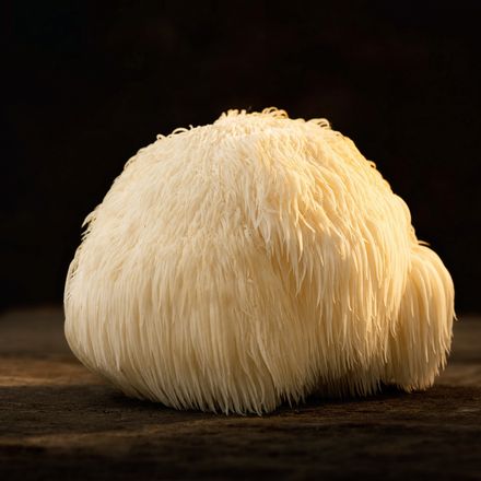 Lion's Mane