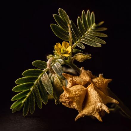 Tribulus